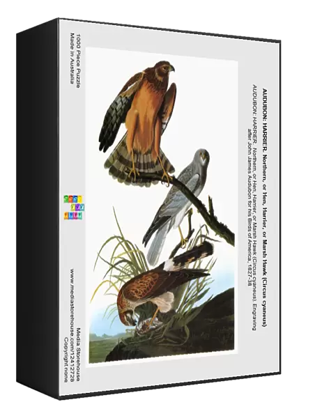 AUDUBON: HARRIER. Northern, or Hen, Harrier, or Marsh Hawk (Circus cyaneus)