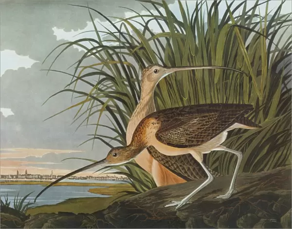 AUDUBON: CURLEW. Long-billed Curlew (Numenius americanus), with a view of Charleston Harbor