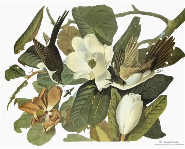 AUDUBON: CUCKOO. Black-billed Cuckoo (Coccyzus erythropthalmus)