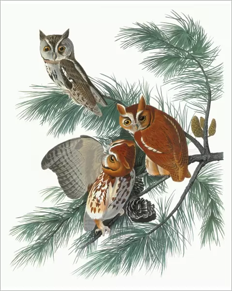 AUDUBON: OWL. Eastern, or Common, Screech Owl (Megascops asio, formerly Otus asio)