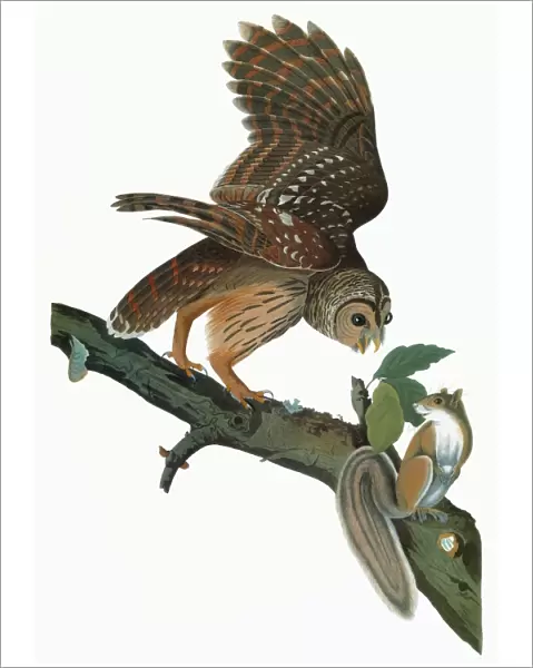 AUDUBON: OWL. Barred Owl (Strix varia)