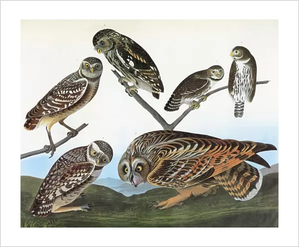 AUDUBON: OWLS. Left: Burrowing Owl (Athene cunicularia); top center: Little Owl