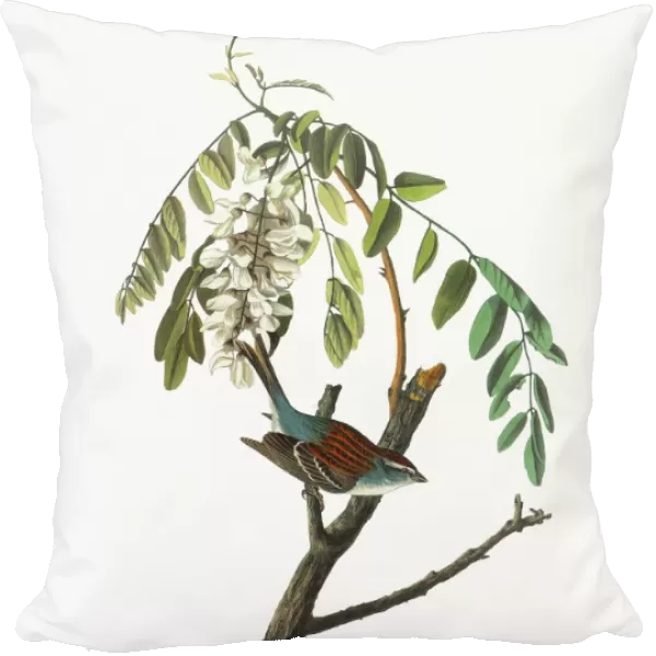 AUDUBON: SPARROW. Chipping Sparrow (Spizella passerina)