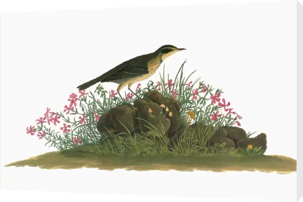 AUDUBON: PIPIT. A young American Pipit (Anthus rubescens), formerly included in