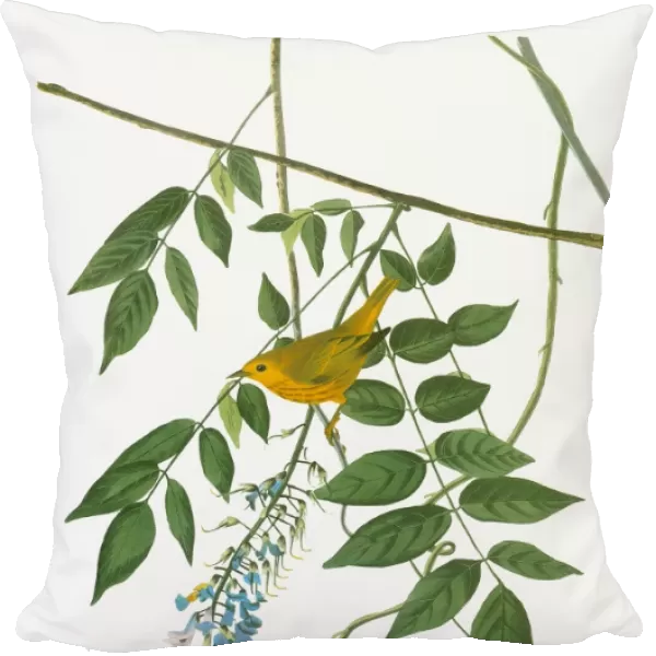 AUDUBON: WARBLER. Yellow Warbler (Setophaga petechia, formerly Dendroica petechia)