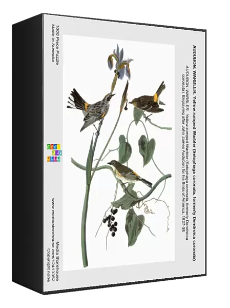 AUDUBON: WARBLER. Yellow-rumped Warbler (Setophaga coronata, formerly Dendroica coronata)