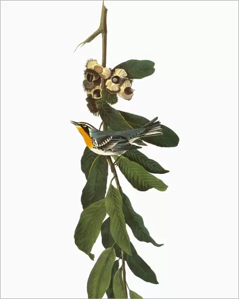 AUDUBON: WARBLER. Yellow-throated Warbler (Setophaga dominica, formerly Dendroica dominica)