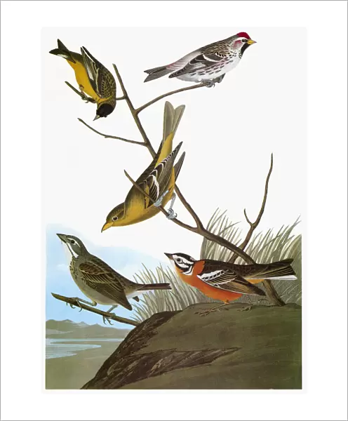 AUDUBON: SONGBIRDS. From top: Hoary Redpoll (Carduelis hornemanni, or Acanthis