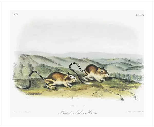 AUDUBON: KANGAROO RAT. Phillips kangaroo rat (Dipodomys phillipsii). Lithograph