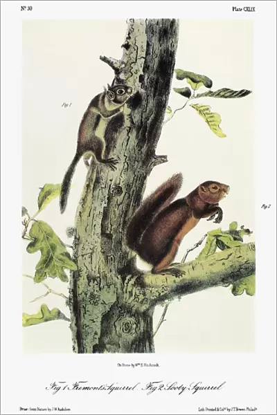 AUDUBON: SQUIRRELS. Fremonts squirrel (Tamiasciurus hudsonicus fremonti), a subspecies