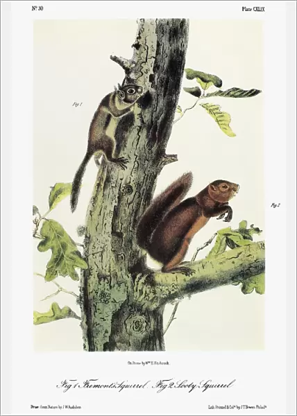 AUDUBON: SQUIRRELS. Fremonts squirrel (Tamiasciurus hudsonicus fremonti), a subspecies
