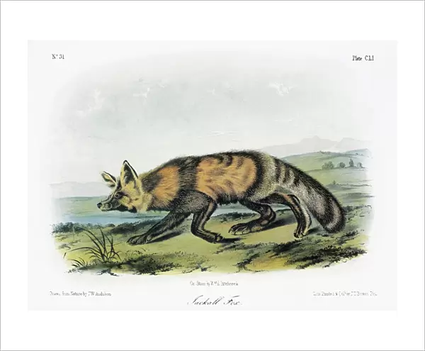 AUDUBON: FOX. Western, or long-tailed, red fox (Vulpes vulpes macroura, or Vulpes