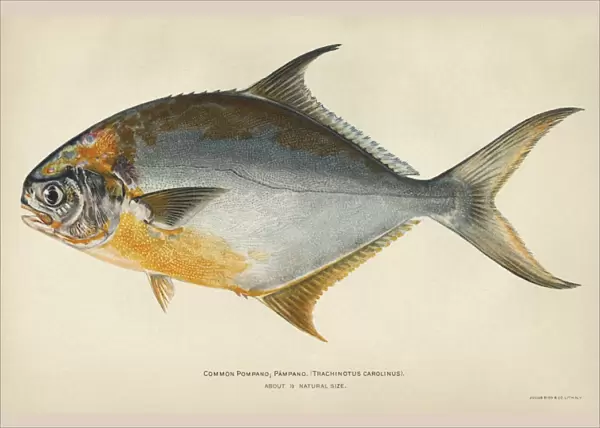 FISH: FLORIDA POMPANO. Florida, or common, pompano (Trachinotus carolinus)