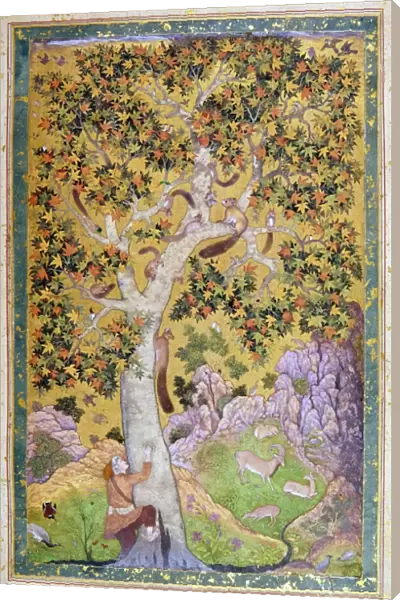 INDIA: SQUIRRELS, c1615. A family of squirrels in a chinar tree. Painting by Abu l Hasan in 1615