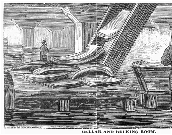 CHICAGO: MEATPACKING, 1878. Cellar and bulking room (showing hog parts sliding