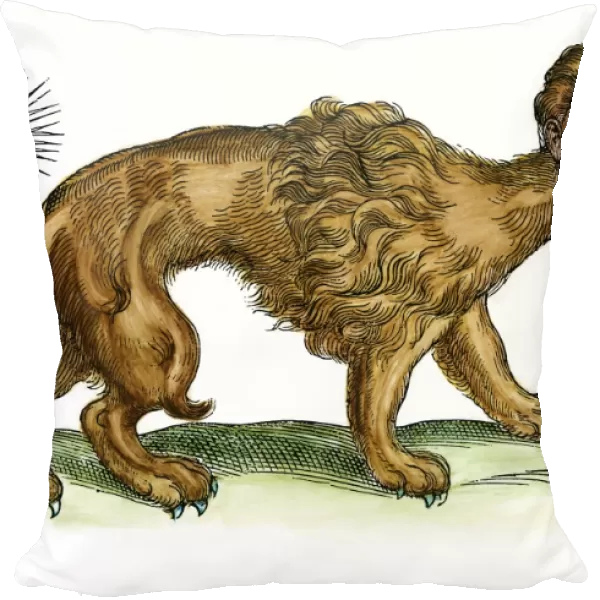 MYTHICAL MANTICORE. Woodcut from Edward Topsells The History of Four-Footed Beasts