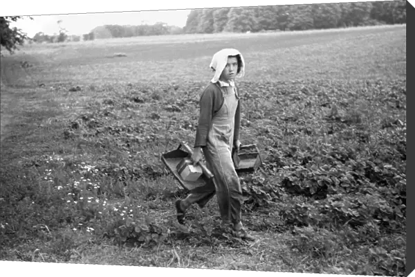 MIGRANT FARMER, 1940. A young migrant strawberry picker in Berrien County, Michigan