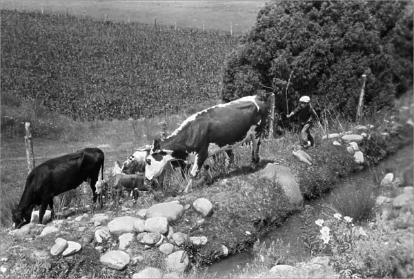 NEW MEXICO: CATTLE, 1940. A young boy tending to cows grazing along irrigation ditch
