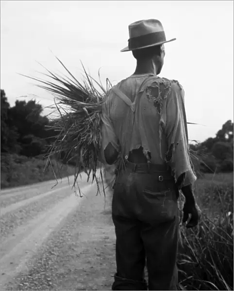 COTTON FARMER, 1936. An African American farmer living on a cotton patch near Vicksburg