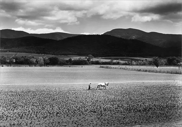 VIRGINIA: FARMING, 1941. Cultivating crops in the Shenandoah Valley, Virginia