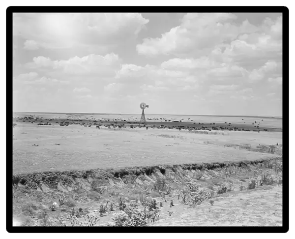 TEXAS: CATTLE RANGE, 1938. Cattle range in the Texas Panhandle. Photograph by Dorothea Lange