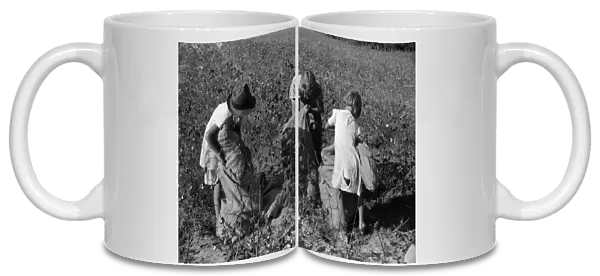 CHILD LABOR: COTTON, 1939. Three young girls picking cotton in Statesville, North Carolina