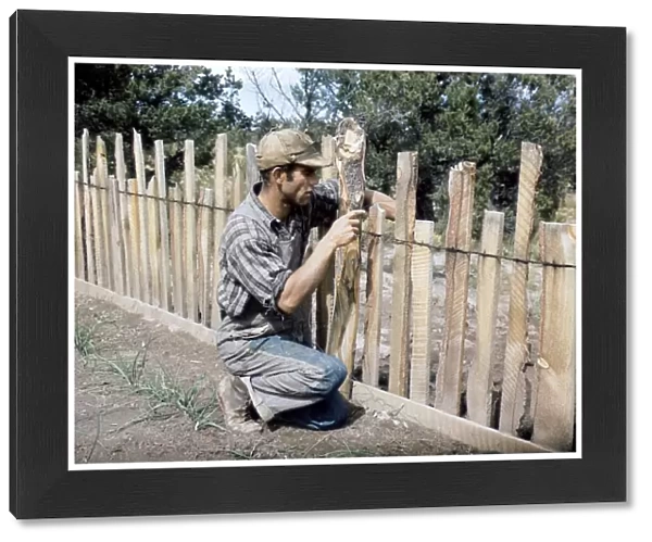 NEW MEXICO: PIE TOWN, 1940. Homesteader Jack Whinery repairing a fence in Pie Town, New Mexico