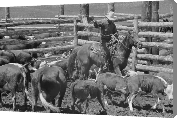 MONTANA: ROUNDUP, 1939. Cowboy roping a calf at a roundup at the Three Circle Ranch in Montana