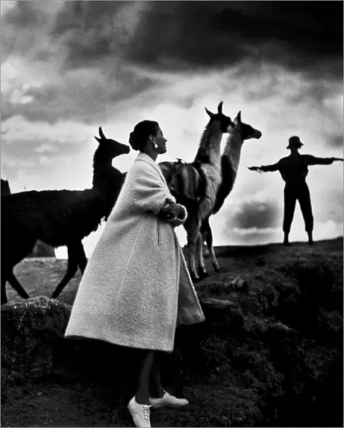 PERU: FASHION MODEL, 1952. A fashion model with llamas at Cuzco, Peru