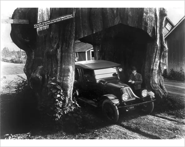 WASHINGTON: RED CEDAR, c1920. A car driving through a red cedar tree trunk along