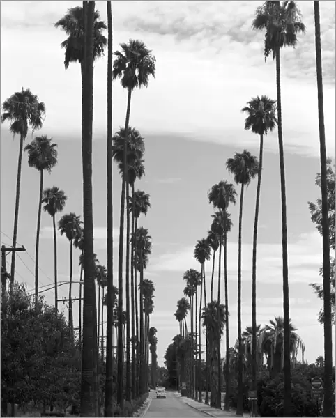 CALIFORNIA: RIVERSIDE, 1991. Palm trees on Victoria Avenue in Riverside, California