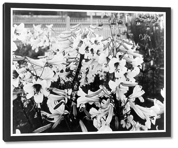 BURBANK HOUSEHOLD, c1910. A bed of lillies at the Luther Burbank Home and Garden