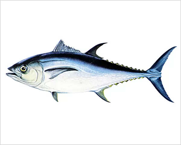 TUNA. A female bluefin tuna (Thunnus thynnus)
