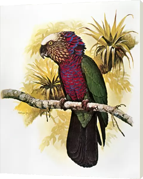 HAWK-HEADED PARROT (Deroptyus accipitrinus), indigenous to the Amazon Basin: illustration by William T. Cooper
