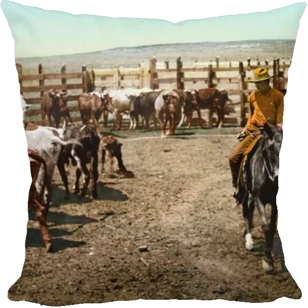 COLORADO: ROUND UP. Round up in the corral. Photochrome, 1898-1905