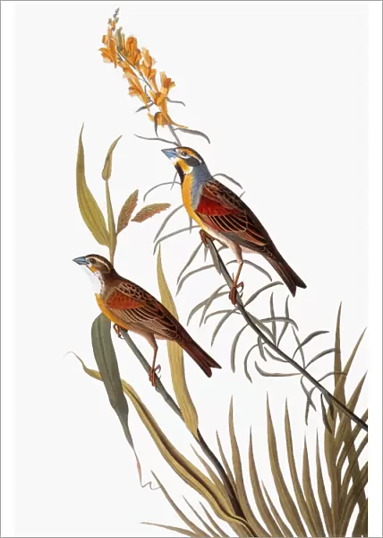 AUDUBON: DICKCISSEL. (Spiza americana), from John James Audubons The Birds of America, 1827-1838