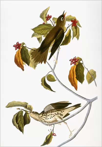 AUDUBON: THRUSH. Wood thrush (Hylocichla mustelina), from John James Audubons The Birds of America, 1827-1838