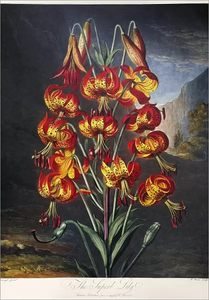 THORNTON: SUPERB LILY. The Superb Lily (Lilium superbum L. ). Engraving by William Ward after a painting by Philip Reinagle for The Temple of Flora, by British botanist Robert John Thornton, 1799