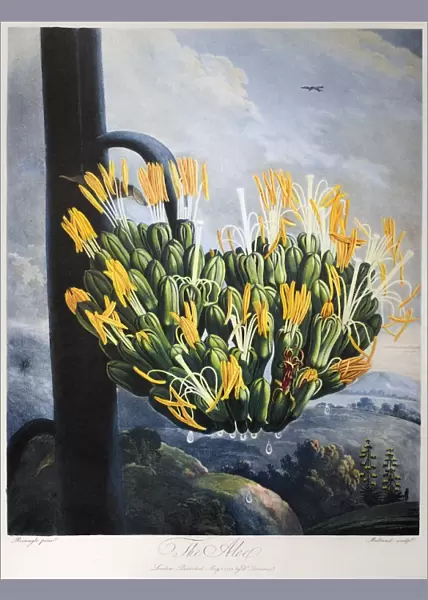 THORNTON: ALOE. The aloe plant (Agave americana L. ). Engraving by Medland after a painting by Philip Reinagle, 1798