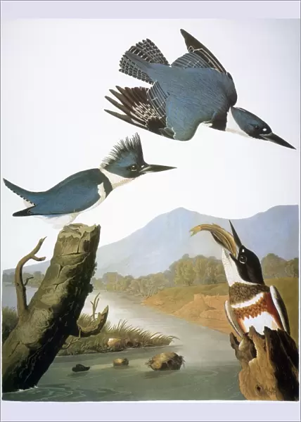 AUDUBON: KINGFISHER, 1827. Belted Kingfisher (Megaceryle alcyon) by John James Audubon for his Birds of America, 1827-38