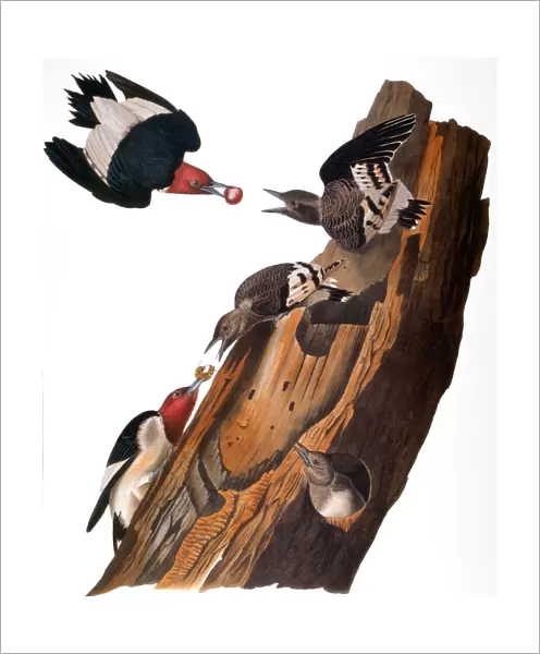 AUDUBON: WOODPECKER. Red-headed woodpecker (Melanerpes erythrocephalus), from John James Audubons The Birds of America, 1827-1838