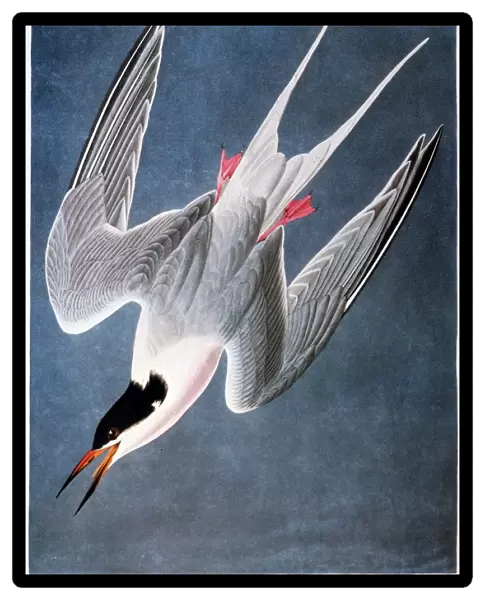 AUDUBON: TERN. Roseate tern (Sterna dougallii), from John James Audubons Birds of America, 1827-1838