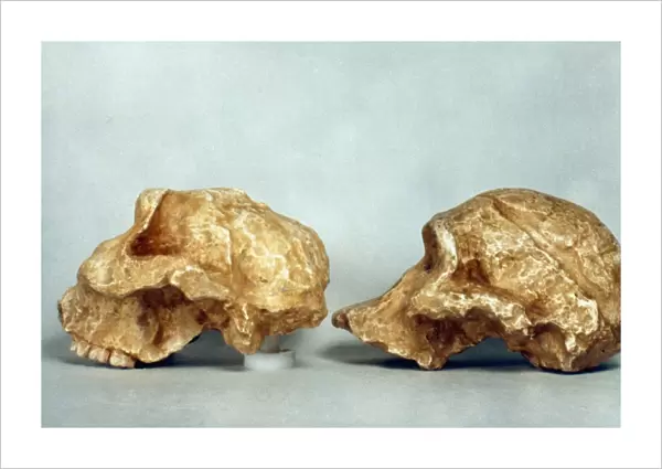 PREHISTORIC SKULLS. Australopithecus africanus skulls, from South Africa