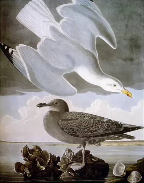 AUDUBON: GULL. Herring gull (Larus argentatus), from John James Audubons The Birds of America, 1827-1838