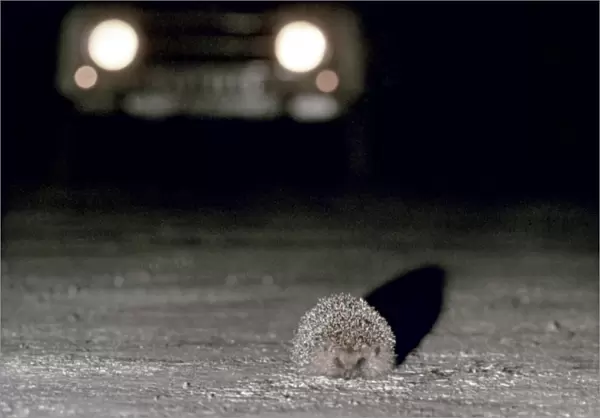 A HEDGEHOG (Erinaceus europaeus) in the path of an on-coming car