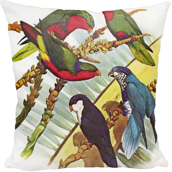 GROUP OF LORYS. Clockwise from top right: Blue-Crowned Lory, Ultramarine Lory, Tahitian Lory, Kuhls Lory, Stephens Lory. Illustration by William T. Cooper