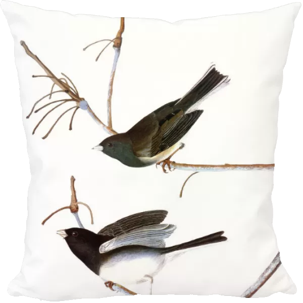 AUDUBON: JUNCO, (1827). Northern Junco, or Snow Bird (Junco hymealis) by John James Audubon for his Birds of America, 1827-38