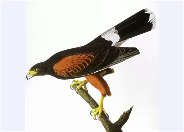 AUDUBON: HAWK, 1827. Harris, or Louisiana, Hawk (Parabuteo unicinctus). Colored engraving from John James Audubons The Birds of America, 1827-38