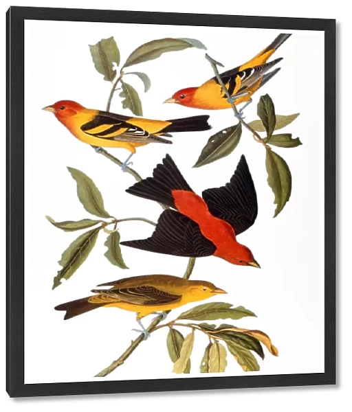 AUDUBON: TANAGER, 1827. Western, or Louisiana, Tanager (Piranga ludoviciana), top and bottom, and Scarlet Tanager (Piranga olivacea), center. Colored engraving from John James Audubons The Birds of America, 1827-38
