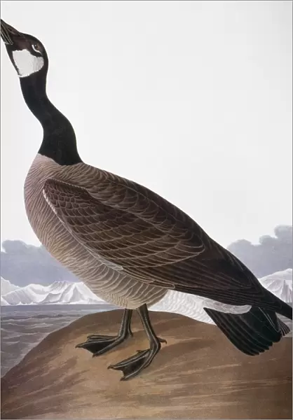 AUDUBON: GOOSE, 1827. Canada Goose (Hutchins Barnacle Goose). Colored engraving from John James Audubons The Birds of America, 1827-38